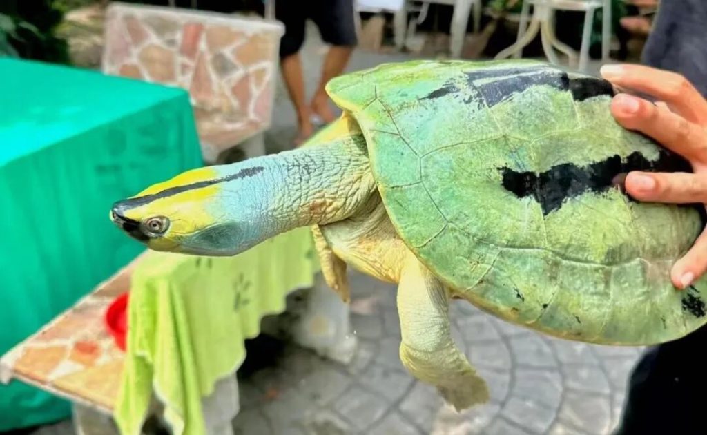 十大最不像乌龟的龟，你见过哪几种？