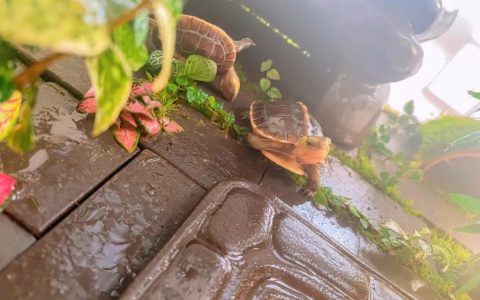 养龟人必看——养黄缘龟的8大常识