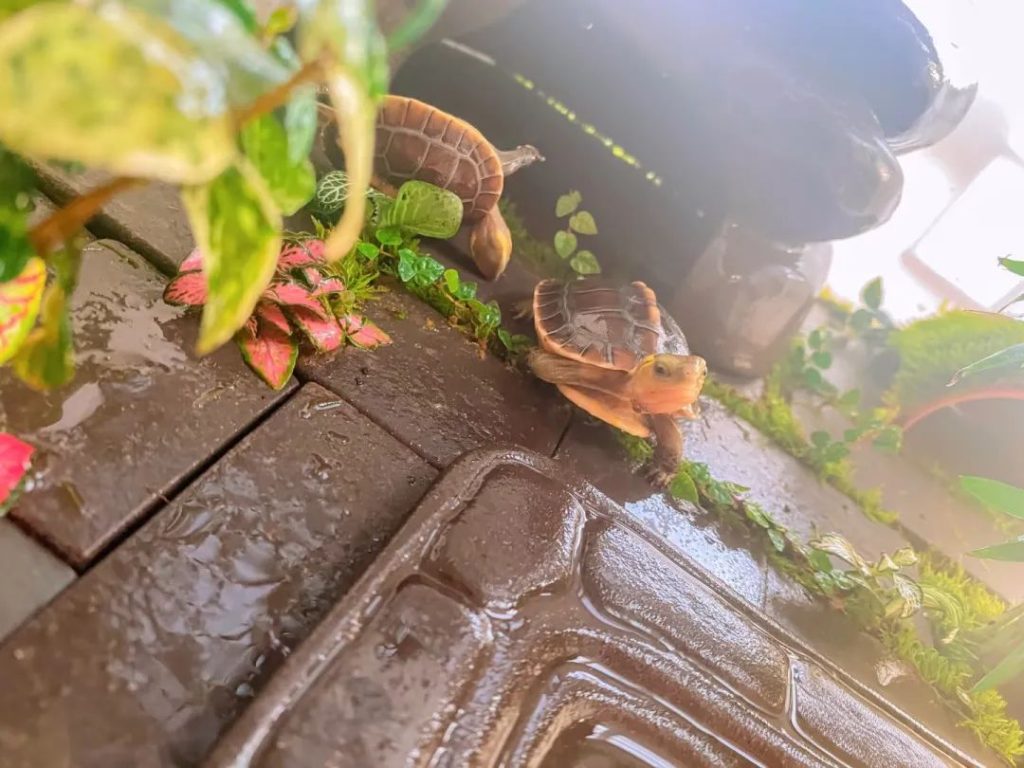 养龟人必看——养黄缘龟的8大常识