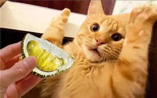 为什么有的猫咪更喜欢黏男主人？