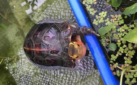 国龟之宝的黄缘龟吃什么？（怎么喂养黄缘龟？）