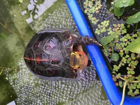 国龟之宝的黄缘龟吃什么？（怎么喂养黄缘龟？）