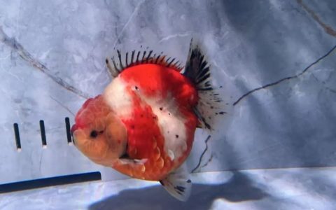 如何养金鱼健康又长寿？（家里养金鱼指南）