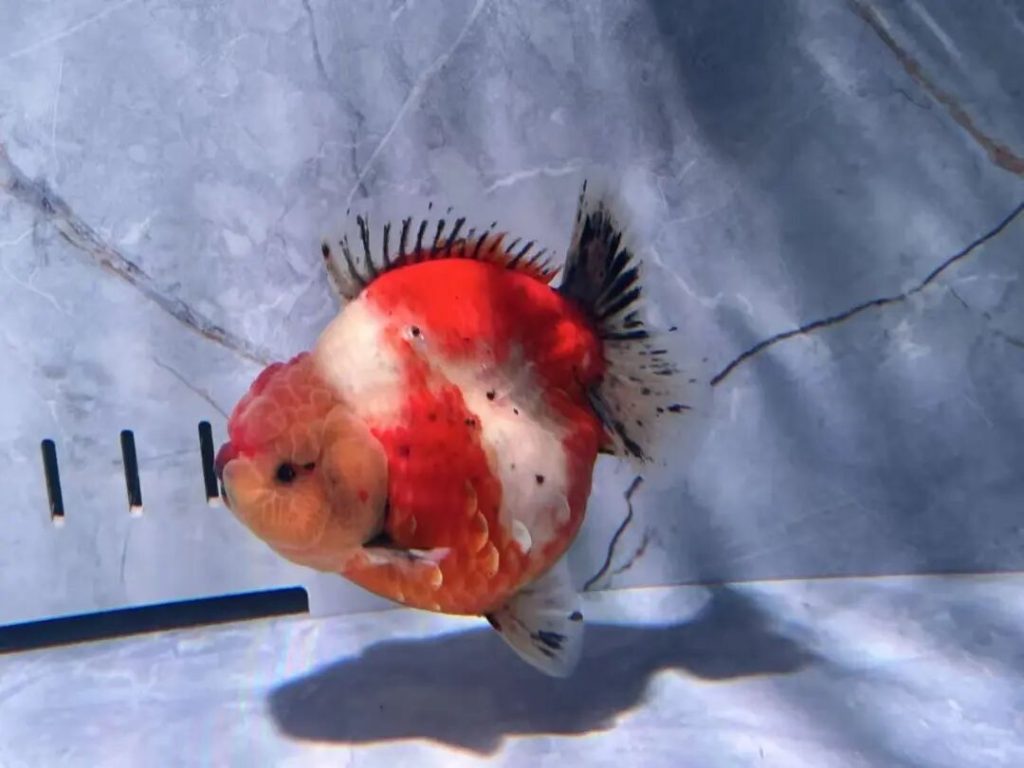 如何养金鱼健康又长寿？（家里养金鱼指南）