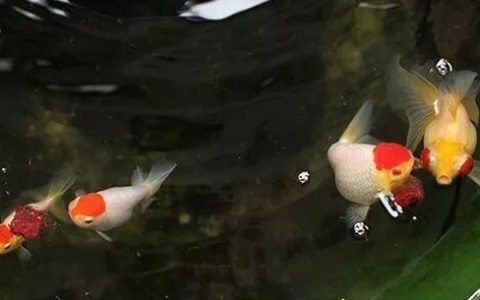 家庭饲养金鱼攻略之六：饲养金鱼常犯的7个错误