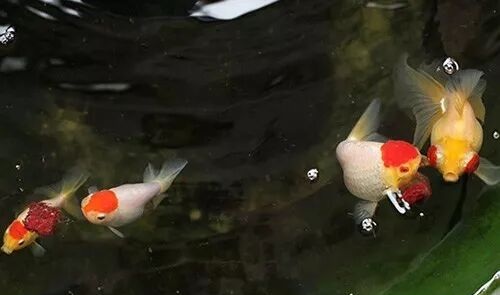 家庭饲养金鱼攻略之六：饲养金鱼常犯的7个错误
