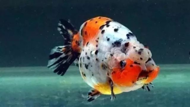 金鱼养不大该怎么办？（如何把金鱼养的更大？）