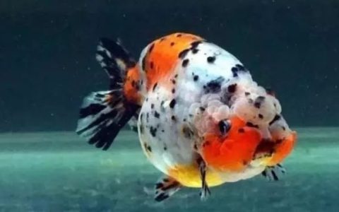 金鱼越养颜色越淡怎么办？（如何让金鱼颜色更鲜艳？）