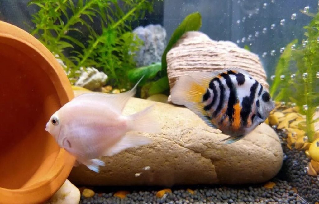 在观赏鱼养殖过程中，盐有什么作用呢？