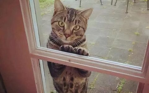 旺家的猫咪，有哪些特征？（猫咪旺家的6个特征）