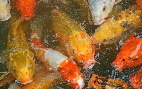 如何判断鱼是不是得了肠炎？（鱼得了肠炎该怎么办？）