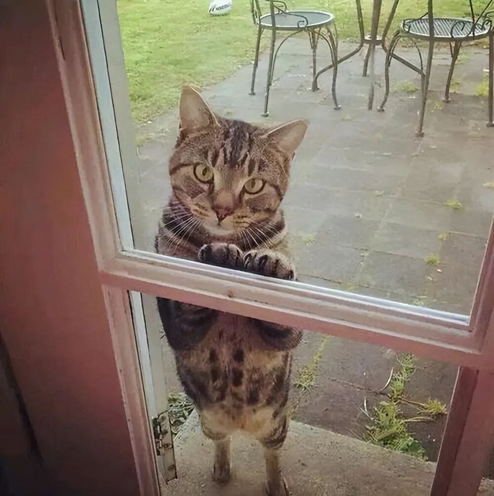 旺家的猫咪，有哪些特征？（猫咪旺家的6个特征）