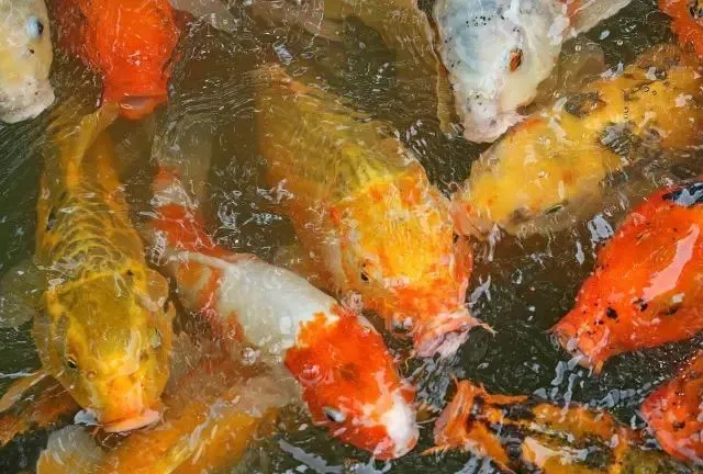 如何判断鱼是不是得了肠炎？（鱼得了肠炎该怎么办？）