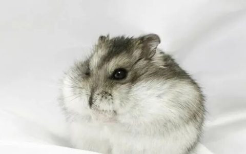 最适合新手入门的6种仓鼠，价格便宜又好养