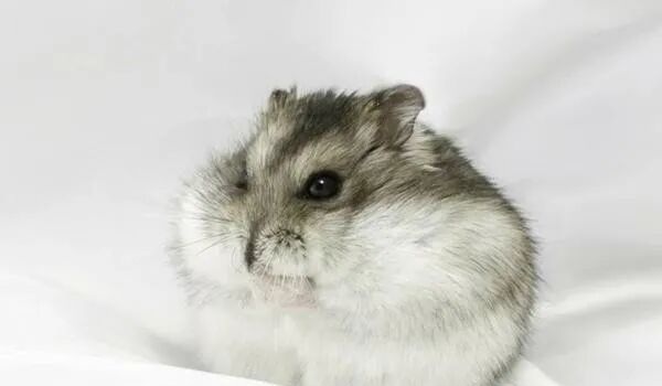 最适合新手入门的6种仓鼠，价格便宜又好养