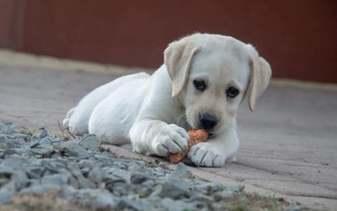 宠物呕吐腹泻是什么原因？（宠物呕吐腹泻怎么治疗？）