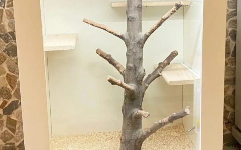 如何饲养龙猫仔？（养龙猫仔要准备那些东西？）