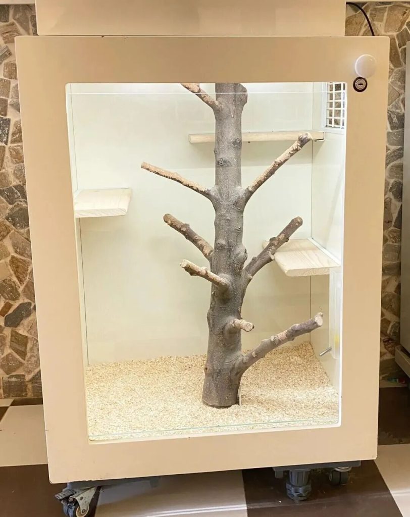 如何饲养龙猫仔？（养龙猫仔要准备那些东西？）