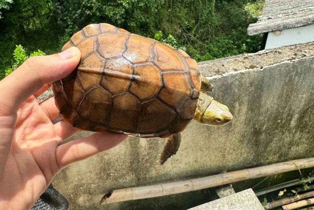 中国本土乌龟品种有哪些？（15种土生土长的中国本土乌龟）