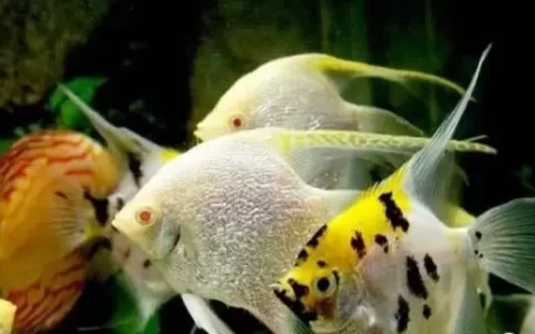 养观赏鱼勤换水真的好吗？（养观赏鱼要不要勤换水？）