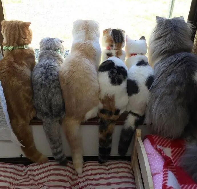 猫咪为什么喜欢在窗户发呆？（猫咪在窗户边发呆的原因）