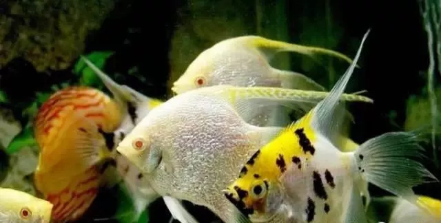 养观赏鱼勤换水真的好吗？（养观赏鱼要不要勤换水？）