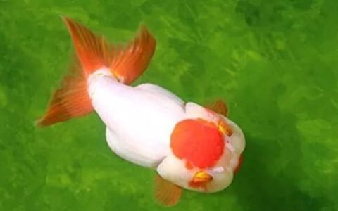家庭饲养金鱼攻略一：如何进店买好金鱼？
