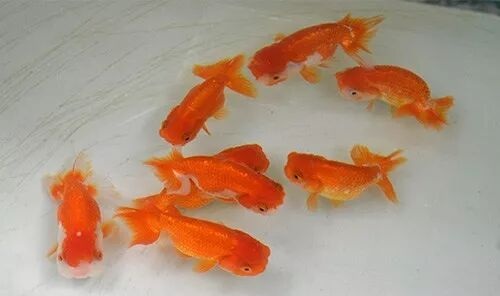 家庭饲养金鱼攻略之八：金鱼养活看这三点！