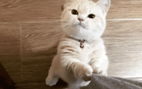 猫咪蹭人是要表达什么意思？（猫咪蹭人的意义）