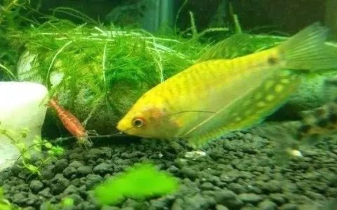 新手适合养什么鱼？新手选鱼搭配混养方法和原则