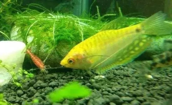 新手适合养什么鱼？新手选鱼搭配混养方法和原则