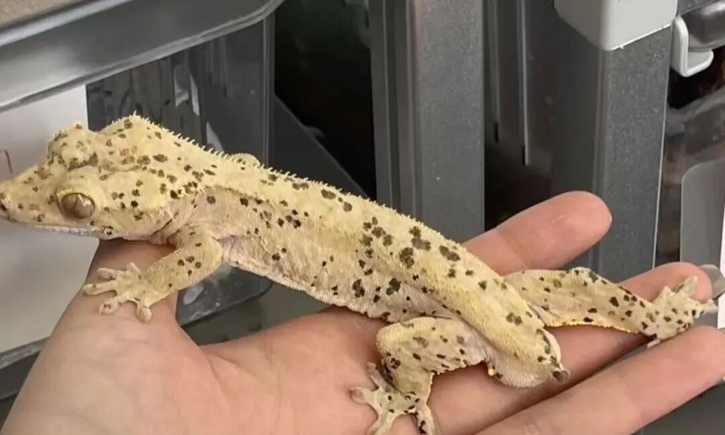 豹纹守宫为什么会断尾？（豹纹守宫断尾再生多长时间）