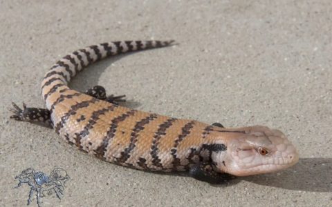 马老齐蓝舌石龙子的品种介绍及地理分布