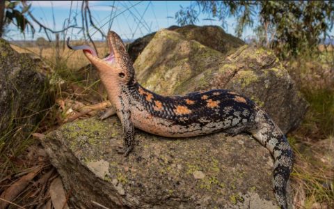 斑点蓝舌石龙子品种介绍及地理分布