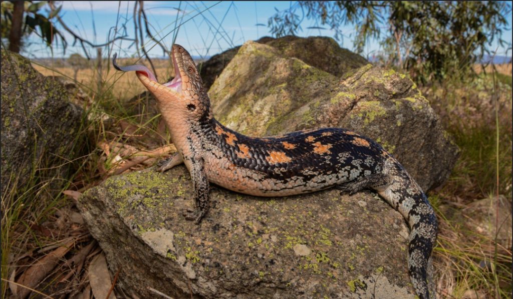 斑点蓝舌石龙子品种介绍及地理分布