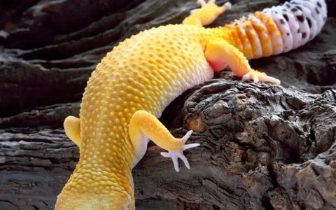 豹纹守宫是什么宠物？（豹纹守宫饲养指南）