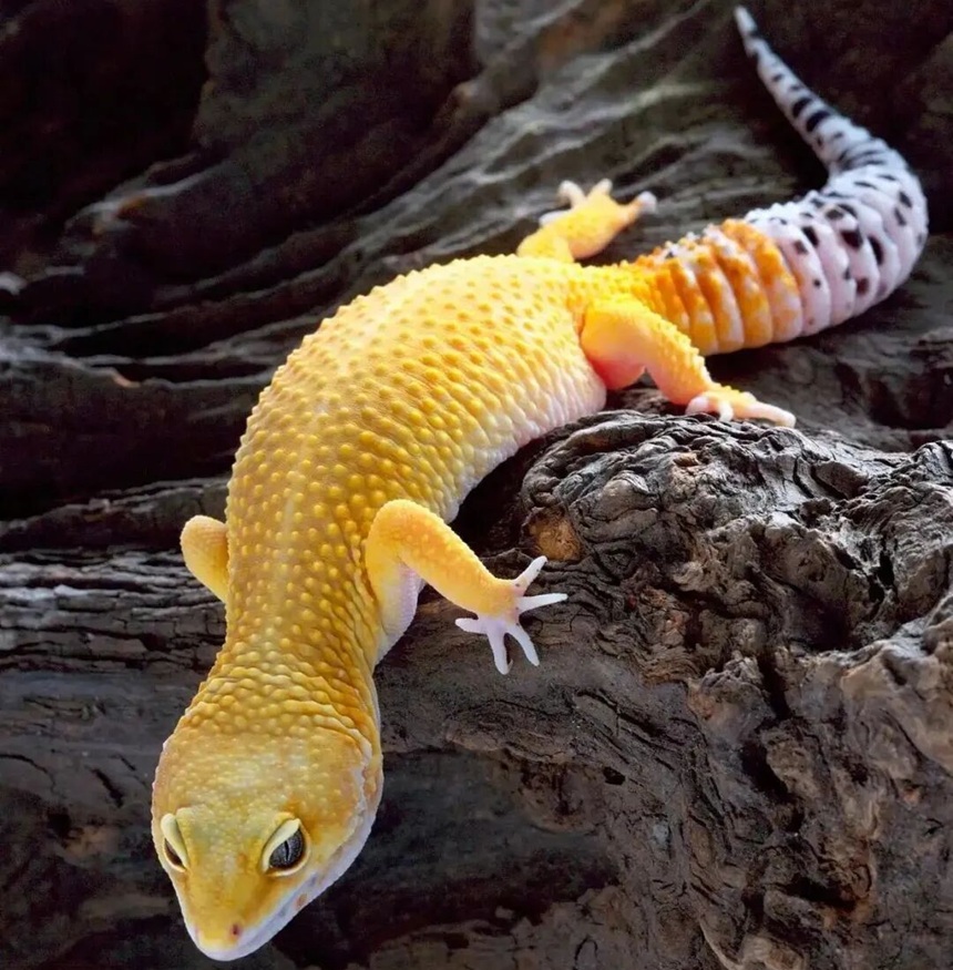 豹纹守宫是什么宠物？（豹纹守宫饲养指南）