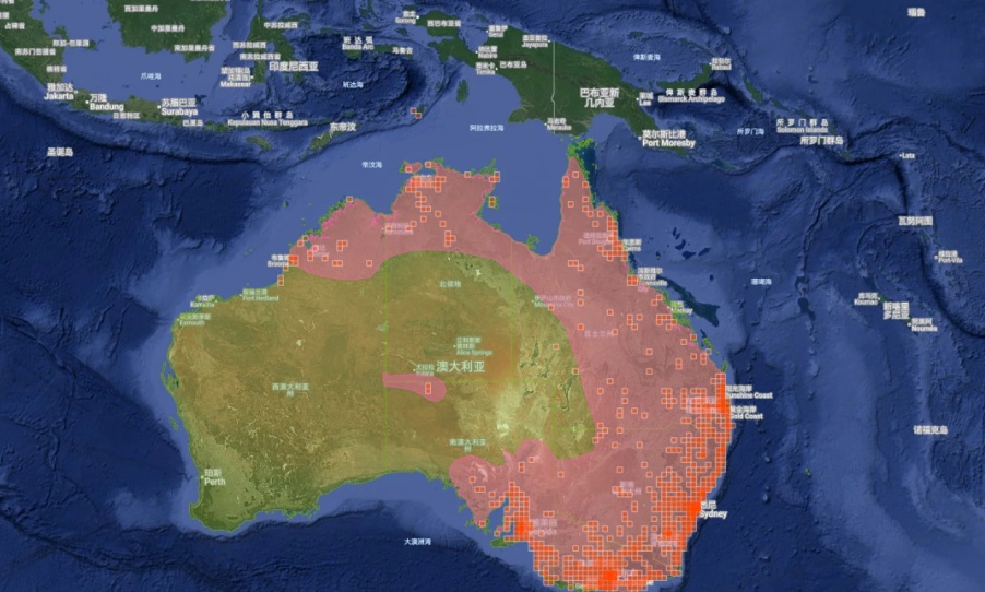 宠物品种介绍：蓝舌石龙子的外貌特征及饮食习惯