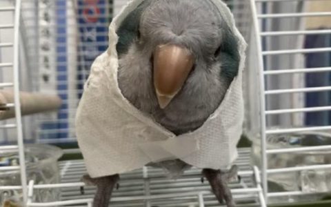 突然降温鹦鹉发抖炸毛怎么办？如何预防？