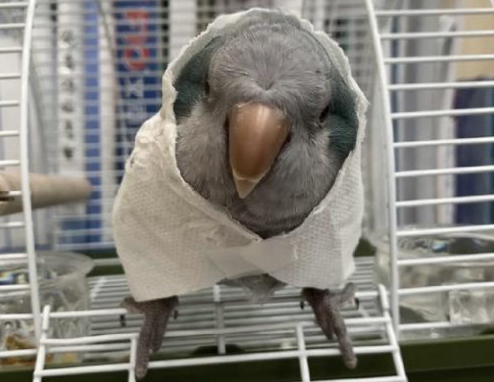 突然降温鹦鹉发抖炸毛怎么办？如何预防？