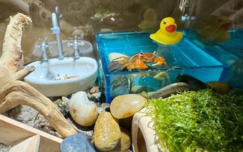 新手该怎么养相手蟹？（相手蟹的饲养指南）