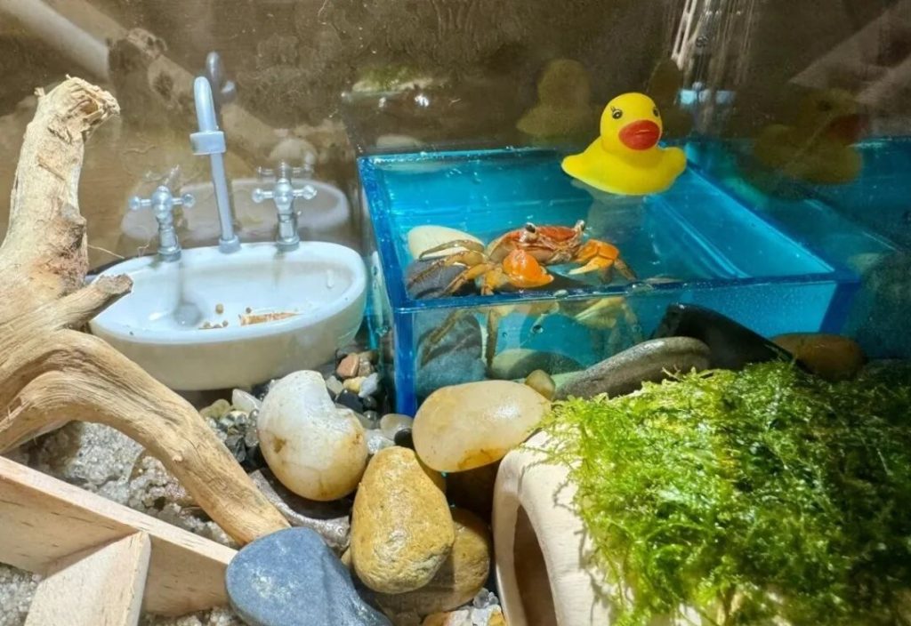 新手该怎么养相手蟹？（相手蟹的饲养指南）