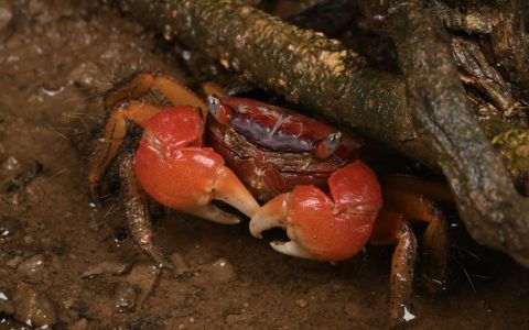 网红“相手蟹”到底能不能买？如何选购相手蟹？