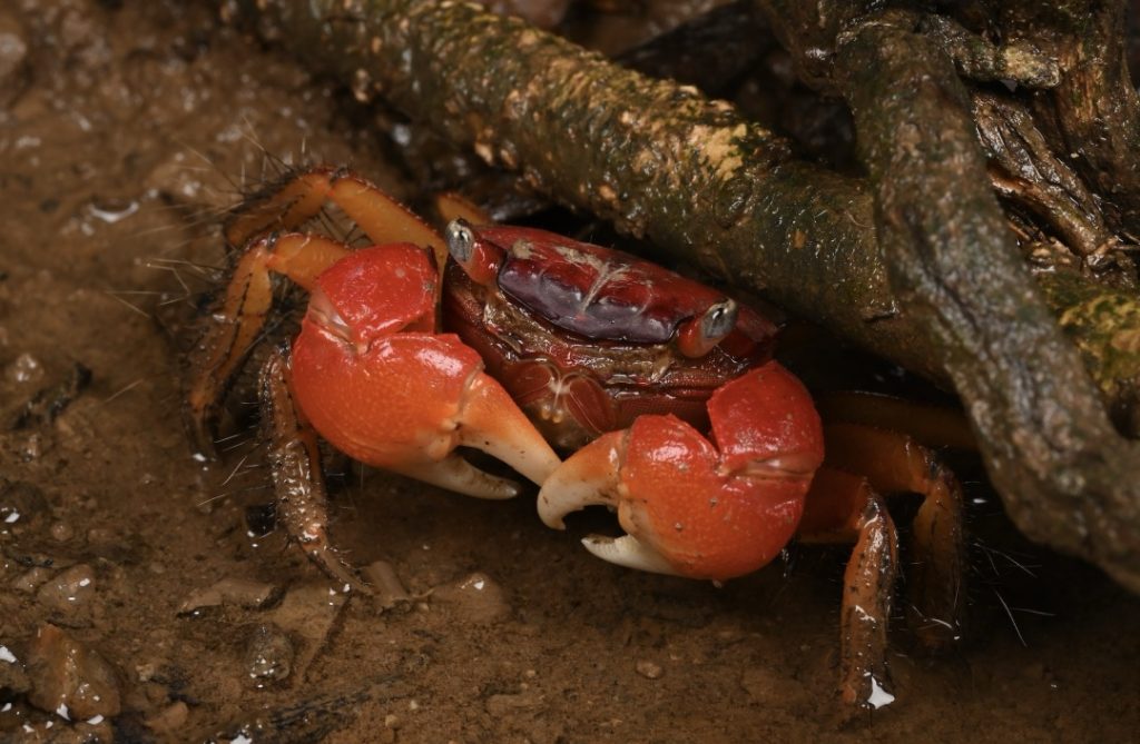 网红“相手蟹”到底能不能买？如何选购相手蟹？