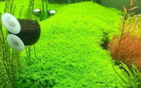 时间长了鱼缸有异味怎么办？（如何处理鱼缸异味？）