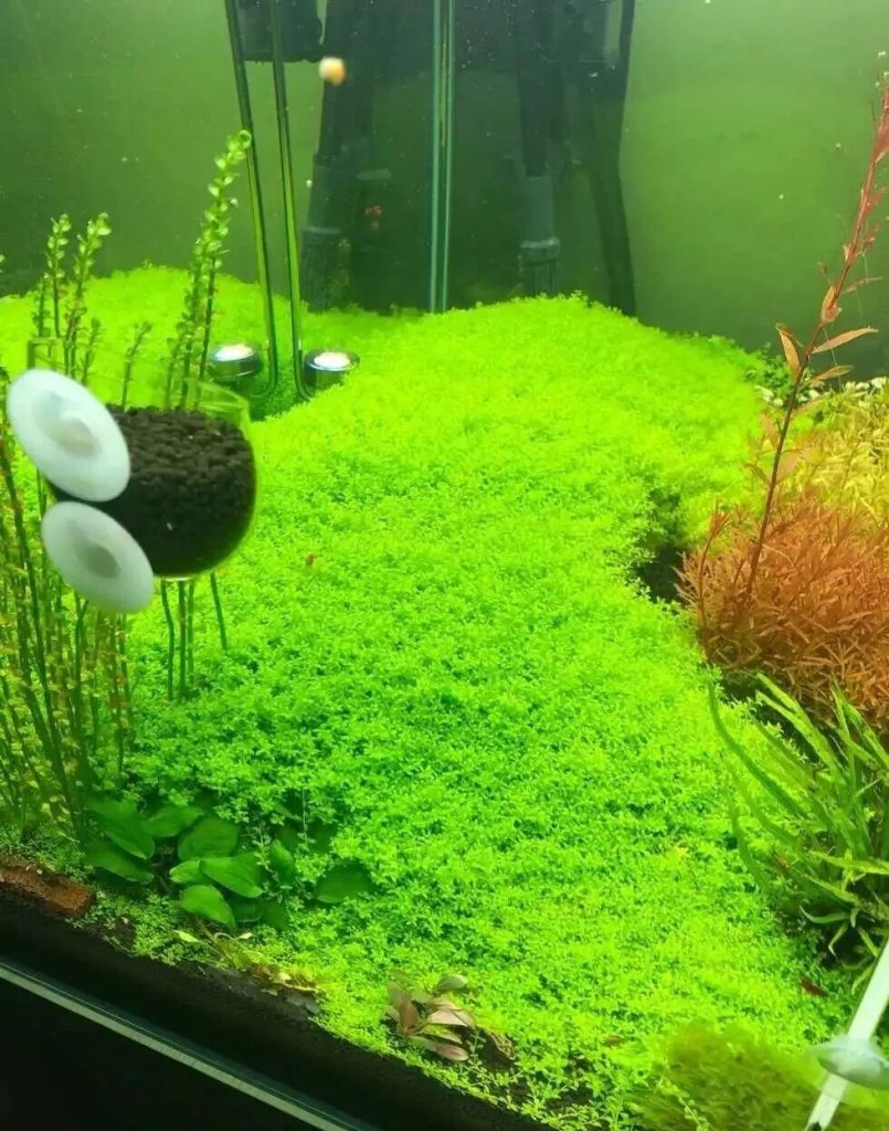 时间长了鱼缸有异味怎么办？（如何处理鱼缸异味？）