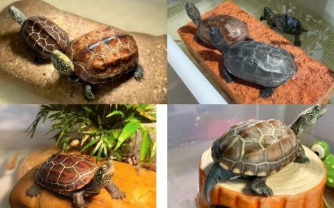 中国本土乌龟品种有哪些？（15种土生土长的中国本土乌龟）