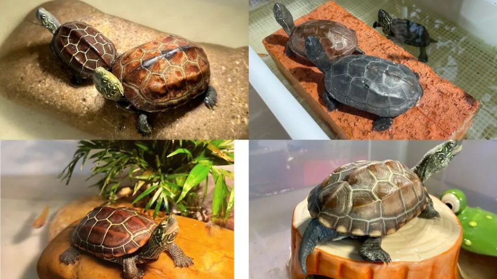 中国本土乌龟品种有哪些？（15种土生土长的中国本土乌龟）