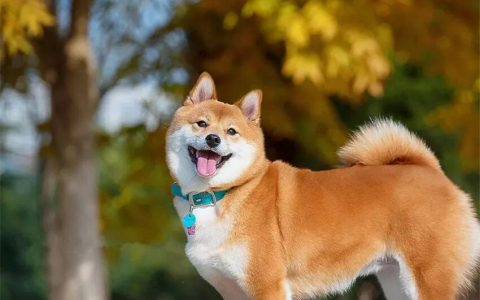 最适合家庭饲养的狗狗品种全解析