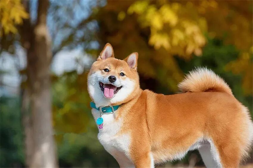 最适合家庭饲养的狗狗品种全解析